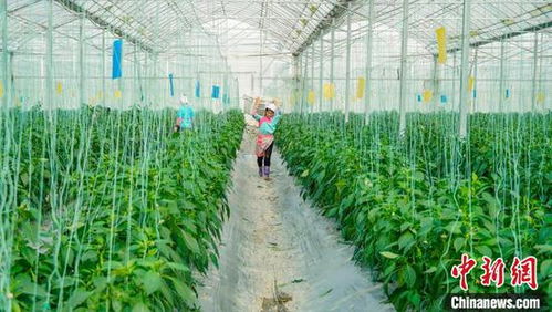 年關將至，貴州榕江農戶搶收新鮮蔬菜供應粵港澳大灣區市場