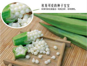 安康市特色保健蔬菜黃秋葵2016預定銷售