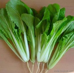 新鮮蔬菜批發與零售 尋找可靠貨源的全方位指南