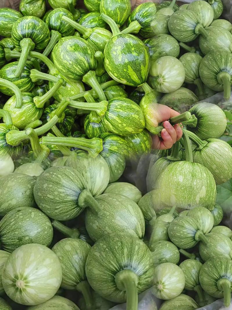 農家山地新鮮小圓瓜 現摘現發，新鮮到家