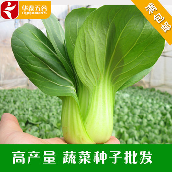 高產青梗菜種子批發 選丹萍蔬菜，獲株型優、芽率高、產量豐