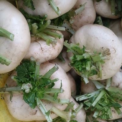 山東臨沂蘭山區(qū)優(yōu)質(zhì)盤菜批發(fā)，溫州新鮮盤菜5斤裝僅32元/件