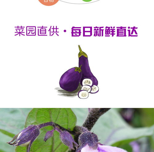 來自彩云之南的味蕾誘惑 譽(yù)福園云南長(zhǎng)茄子，農(nóng)家自種的紫黑美味