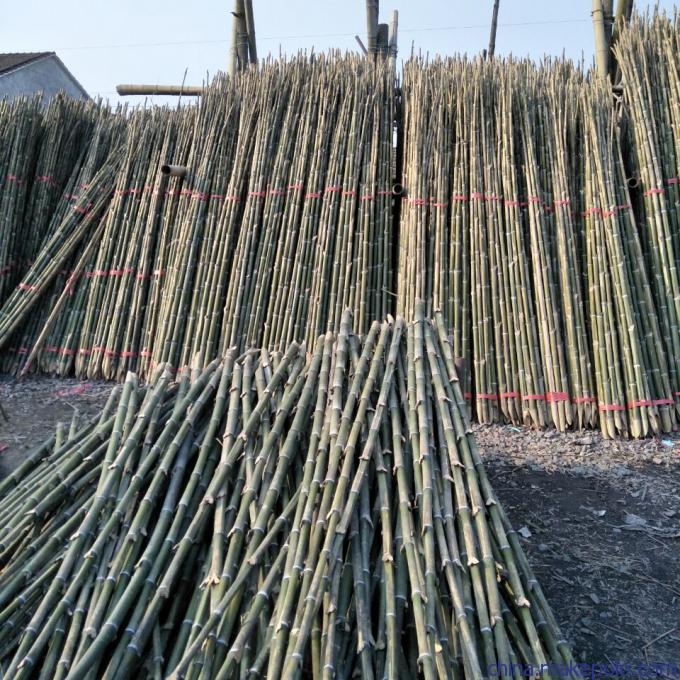 批發(fā)優(yōu)質(zhì)支撐用竹梢、竹竿、毛竹、蔬菜架竹及大棚竹類——新鮮蔬菜高效種植的堅(jiān)實(shí)后盾